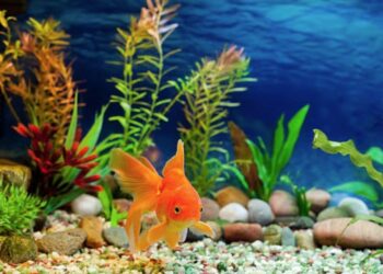 Comment aider un poisson à respirer ?