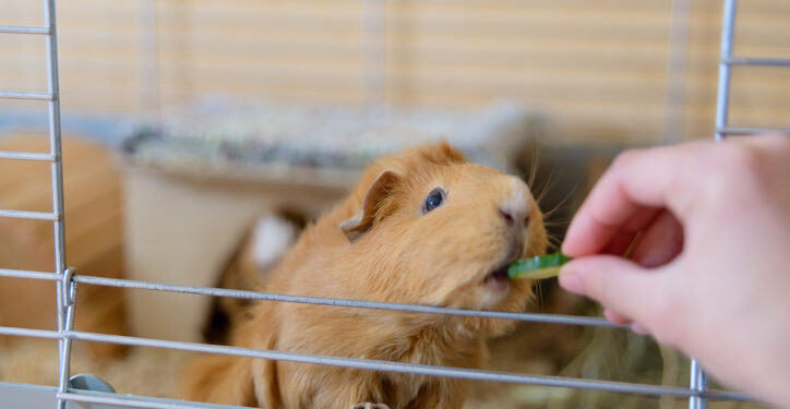 Comment aménager la cage d'un cochon d'Inde ?