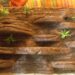 Comment aménager son terrarium ?