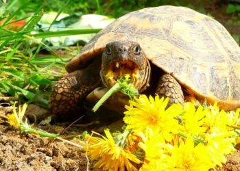 Comment amenager un espace pour tortue de terre ?