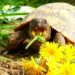 Comment amenager un espace pour tortue de terre ?