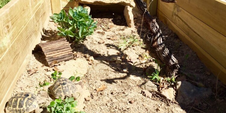 Comment amenager un parc à tortue ?