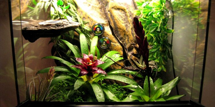 Comment aménager un terrarium ?