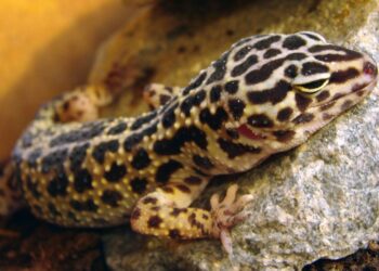 Comment aménager un terrarium ?