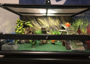 Comment aménager un terrarium ?