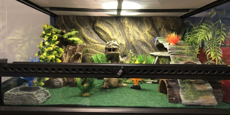 Comment aménager un terrarium ?