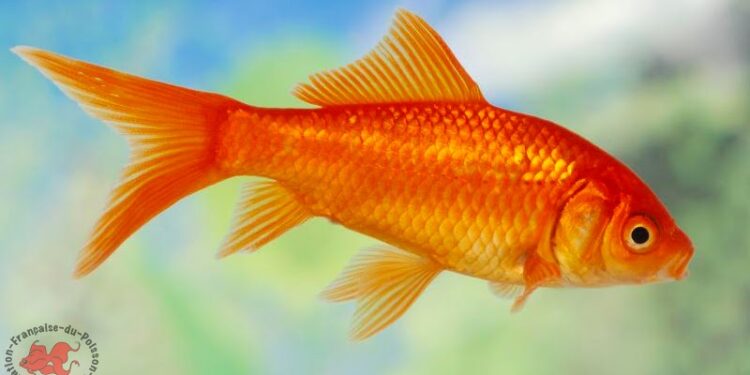 Comment amuser les poissons rouges ?