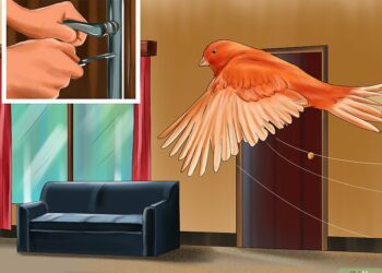 Comment amuser un oiseau ?