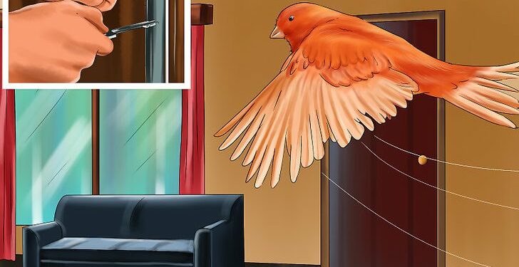 Comment amuser un oiseau ?