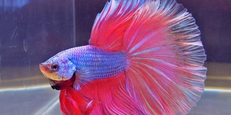 Comment amuser un poisson combattant ?