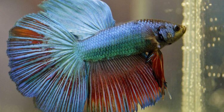 Comment amuser un poisson combattant ?