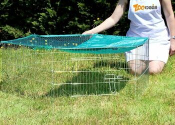 Comment amuser un rat domestique ?