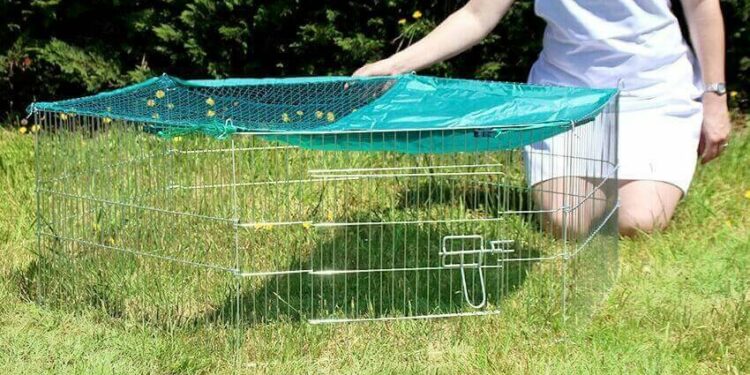 Comment amuser un rat domestique ?