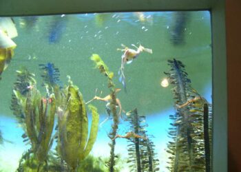 Comment appeler son amoureux en allemand ?