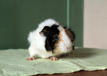 Comment appeler son cochon d'Inde ?