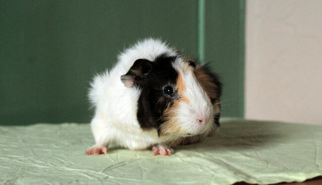 Comment appeler son cochon d'Inde ?