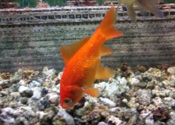 Comment appeler son poisson combattant ?