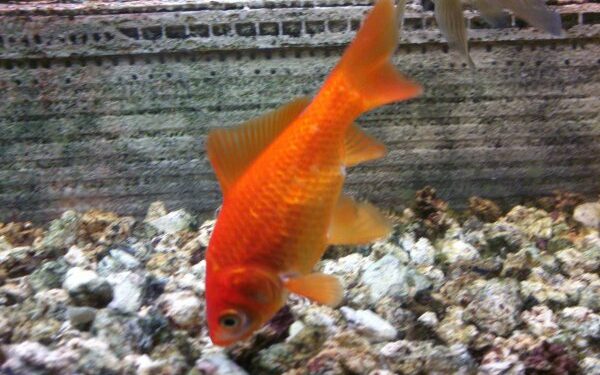 Comment appeler son poisson combattant ?