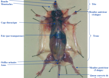 Comment appeler son rat ?