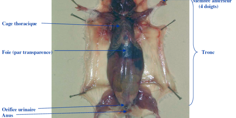 Comment appeler son rat ?