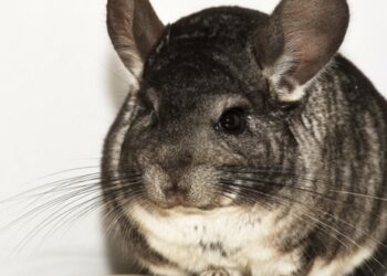 Comment appeler un chinchilla ?