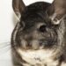 Comment appeler un chinchilla ?