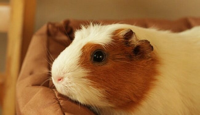 Comment appeler un cochon d'Inde ?