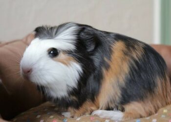 Comment appeler un cochon d'Inde ?