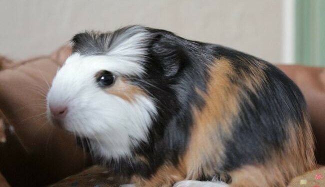 Comment appeler un cochon d'Inde ?