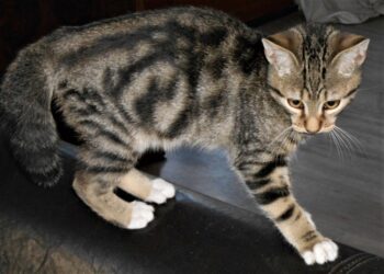 Comment apprendre à mon chaton à être propre ?