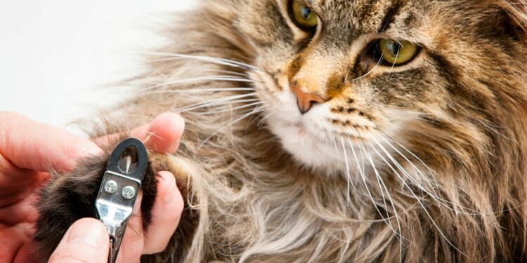 Comment apprendre à mon chaton de ne pas mordre ?