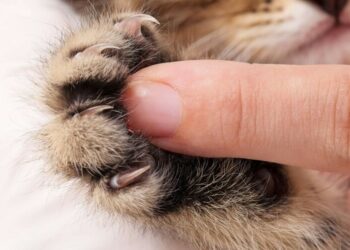 Comment apprendre à mon chaton de ne pas mordre ?