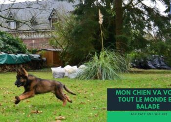 Comment apprendre à mon chien à ne pas aller vers les gens ?