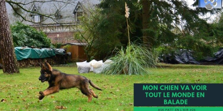 Comment apprendre à mon chien à ne pas aller vers les gens ?