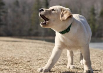 Comment apprendre à son chien à aboyer sur commande ?