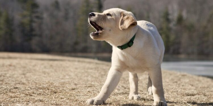 Comment apprendre à son chien à aboyer sur commande ?
