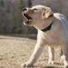 Comment apprendre à son chien à aboyer sur commande ?