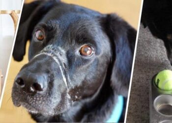 Comment apprendre à son chien à rentrer ?