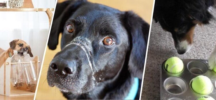 Comment apprendre à son chien à rentrer ?