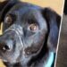 Comment apprendre à son chien à rentrer ?