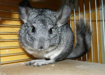 Comment apprendre à son chinchilla à rentrer dans sa cage ?