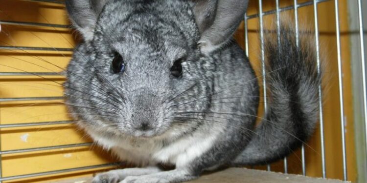 Comment apprendre à son chinchilla à rentrer dans sa cage ?