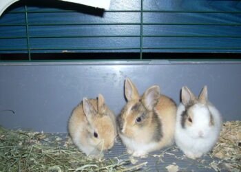 Comment apprendre à son lapin à venir quand on l'appelle ?