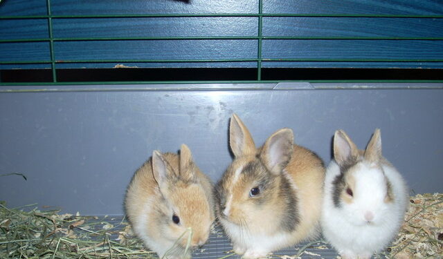 Comment apprendre à son lapin à venir quand on l'appelle ?