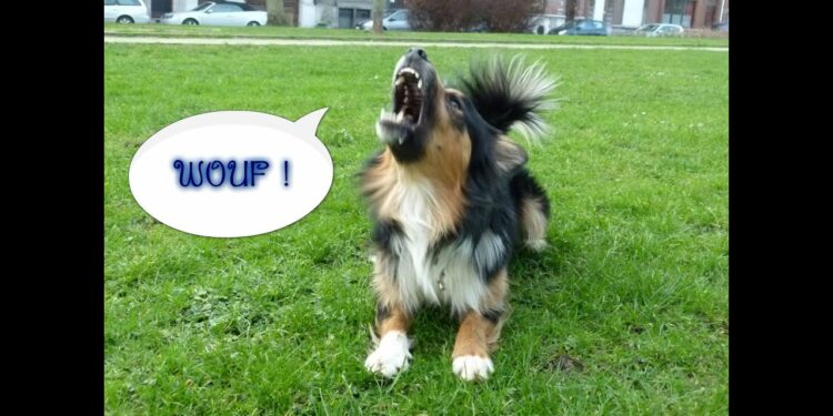 Comment apprendre à un chien à aboyer sur commande ?