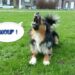 Comment apprendre à un chien à aboyer sur commande ?