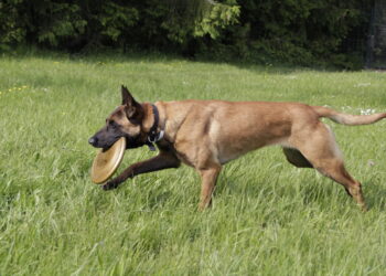 Comment apprendre à un chien à ne pas aboyer ?