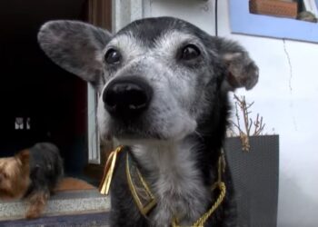 Comment apprendre à un chien à ne pas sauter sur les gens ?