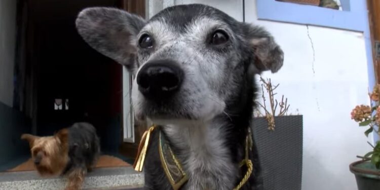 Comment apprendre à un chien à ne pas sauter sur les gens ?