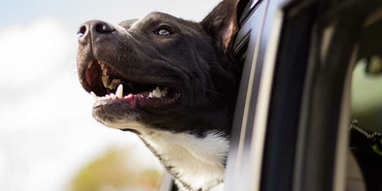 Comment apprendre à un chien à revenir ?